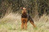 AIREDALE TERRIER 358